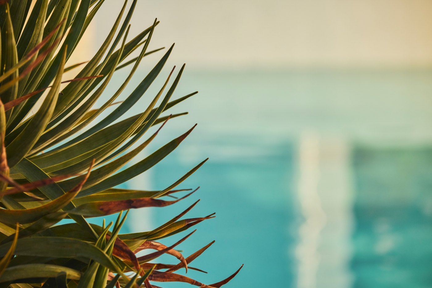 Fine leaves beside turquoise pool water